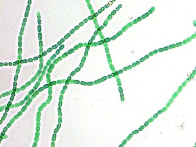 Cyanobacteries