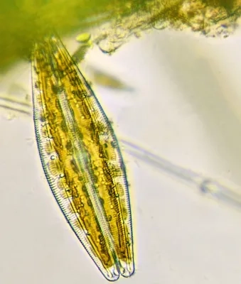 Diatom